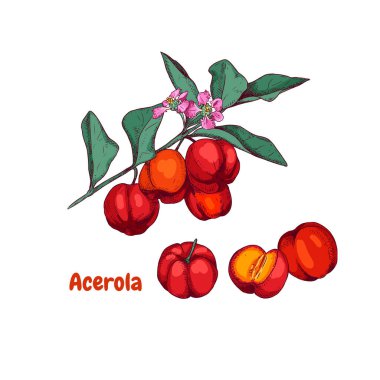 Hand drawn colorful acerola fruit on a branch and flower. Barbados cherry sketch. Vector illustration in retro style isolated on white background. clipart