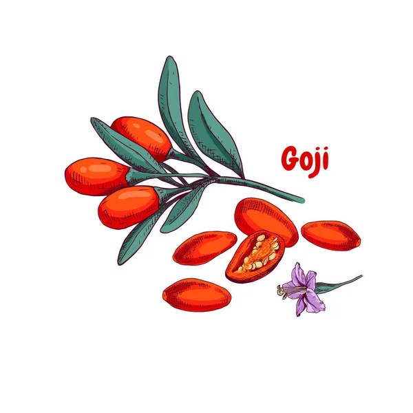 Hand Drawn Bright Goji Berries Branch Vector Illustration Retro Style — Stock Vector