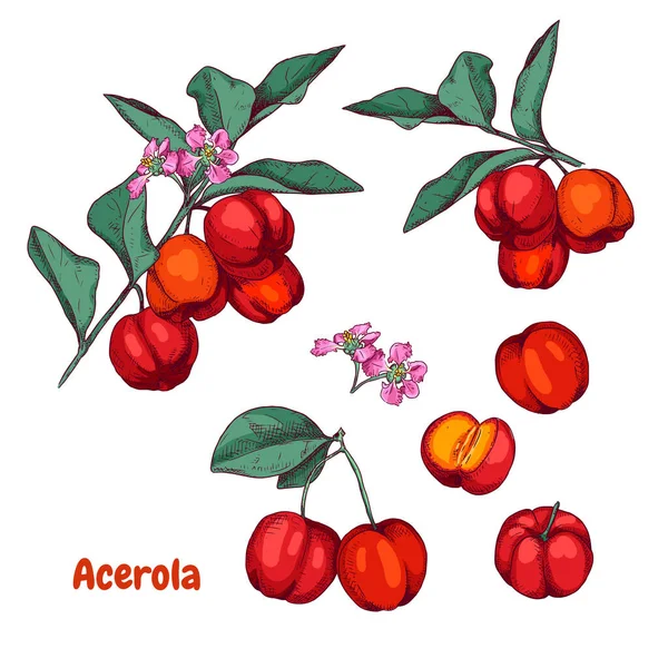 Ręcznie Rysowane Kolorowe Owoce Acerola Gałęzi Kwiat Szkic Wiśniowy Barbados — Wektor stockowy