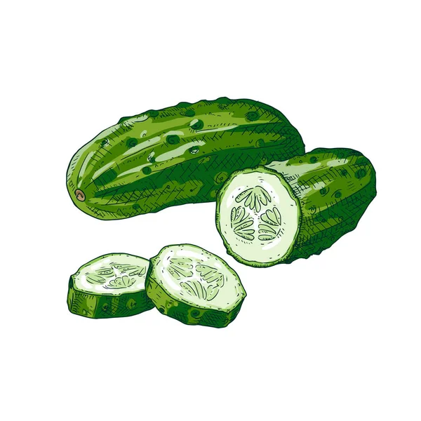 Pepino Colorido Dibujado Mano Rebanadas Ilustración Vectorial Aislada Sobre Fondo — Vector de stock