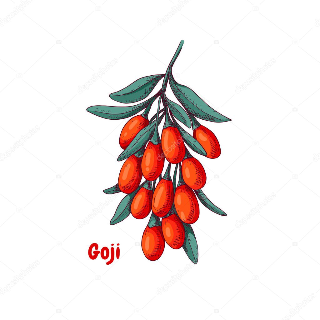 Hand drawn bright goji berries on a branch. Vector illustration in retro style isolated on white background.