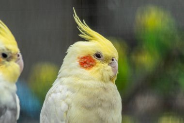 Sarı armalı ve turuncu yanaklı bir papağanın yakın portresi.