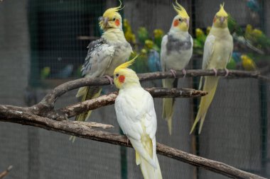 Farklı renkte papağan sürüsü büyük bir kuşhane ortamındaki dalların üzerinde sessizce dinleniyor.