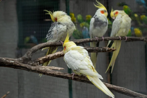 Ağaç dallarında renkli tüyleri ve kendine özgü sarı baş armaları olan papağan koleksiyonları.
