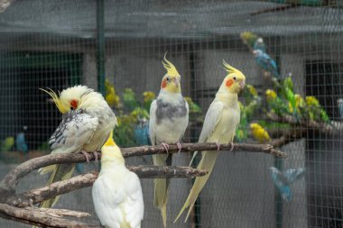 Bir grup papağan, açık hava kuşlarının ağaç dallarına tünemiş doğal ışıklandırma ve sessiz arka plan ile.
