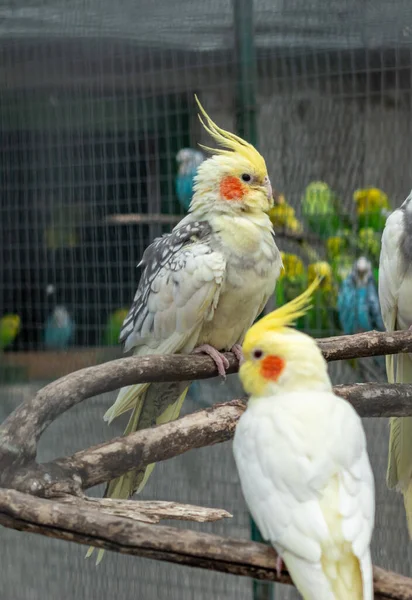 Sarı ibikli tünemiş papağanlar ve gri tüyler ahşap levrekler üzerinde birlikte dinleniyorlar.