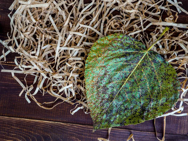 Herfst Oude Bladeren Wikkelpapier Vuller Vintage Houten Achtergrond — Stockfoto