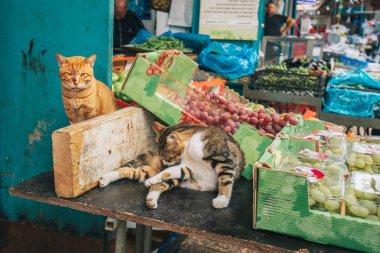 - Geleneksel Doğu ın Bazaarı piyasada Acre, İsrail eski şehir içinde iki sokak kedileri