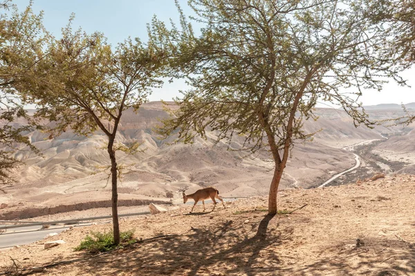 Ramon Kraterde Negev Çölü Srail Makhtesh Ramon Uçurumdaki Ağaçlar Arasında — Stok fotoğraf