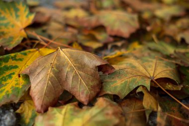 Sonbahar ruh hali: Kuru akçaağaç yaprakları yere