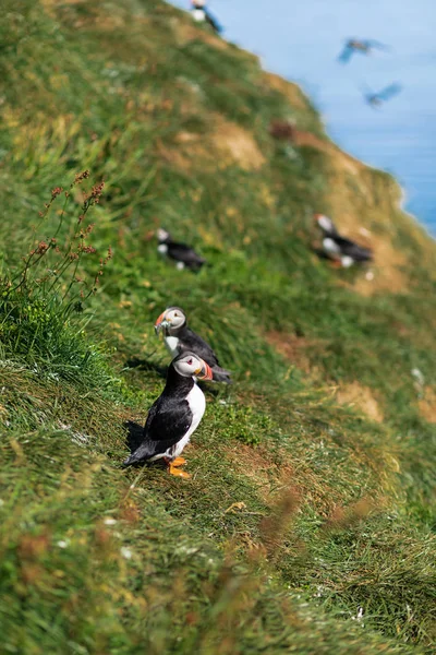 Verano Islandia Frailecillo Ártico Sosteniendo Presa Acantilado Borgarfjardarhofn — Foto de Stock