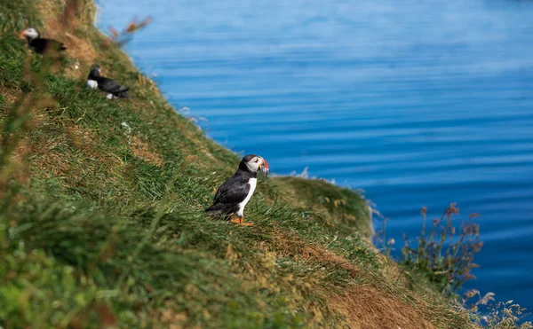 Été Islande Macareux Arctique Tenant Proie Sur Falaise Borgarfjardarhofn — Photo