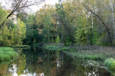 Tver bölgesinde ağaçların çalılıklarında küçük bir orman nehri akar Rusya