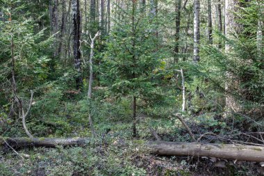 Bir yaz gününde yoğun karışık orman