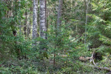 Bir yaz gününde yoğun karışık orman