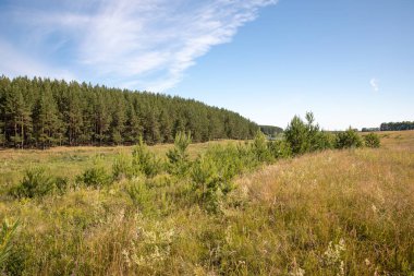 Açık bir yaz sabahı, küçük bir nehrin kıyısındaki çayır ve kozalaklı orman.