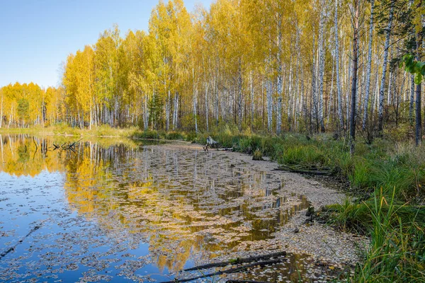 Floresta Lago Outono Folhas Caídas Água — Fotografia de Stock