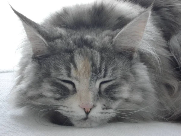 Grey White Main Coon Tijdens Slaap Namiddag — Stockfoto