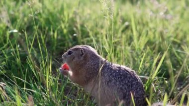 Yağ gopher veya zemin sincap çim oturur ve nibbles veya bir havuç yiyor.
