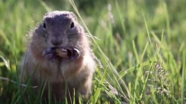 Gros écureuil au sol est assis dans l'herbe et grignote ou mange une arachide. Espace de copie — Video