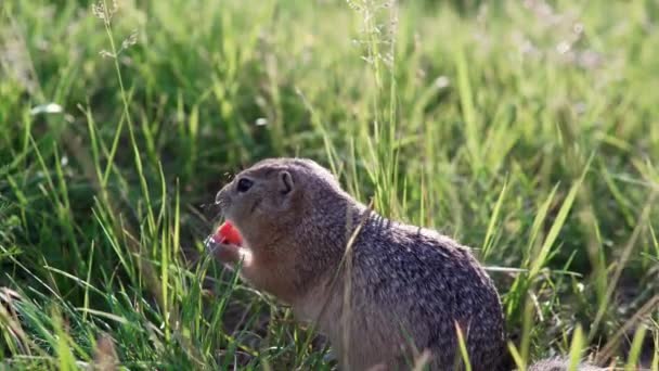 Fettfresser oder Erdhörnchen sitzt im Gras und knabbert oder frisst eine Möhre. — Stockvideo