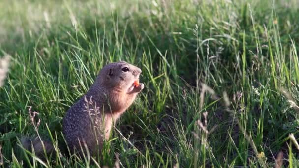 Inflado divertido gopher se sienta en la hierba y mordisquea o come una zanahoria . — Vídeos de Stock