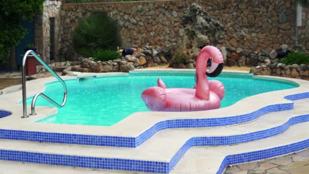 V bazénu v dešti plave růžový plameňák s gumovým prstenem. — Stock video