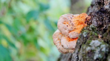 portakal ormanı ağacı mantarı