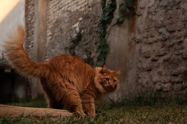 Bahçede oynayan turuncu kedi.