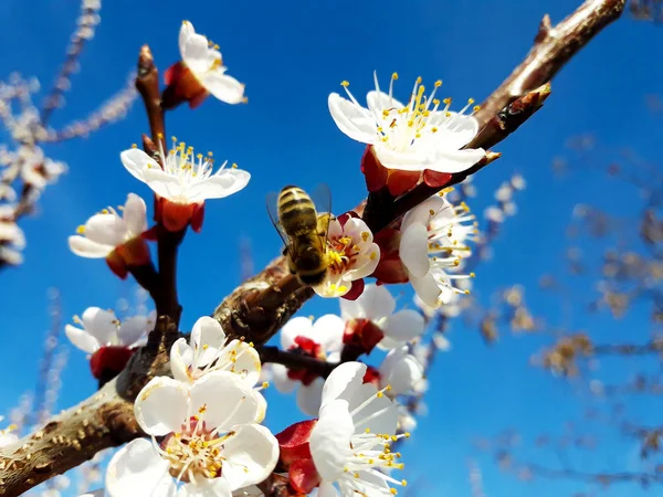 polen toplama bal arısı