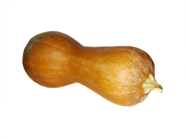 Färsk gul Gourd — Stockfoto