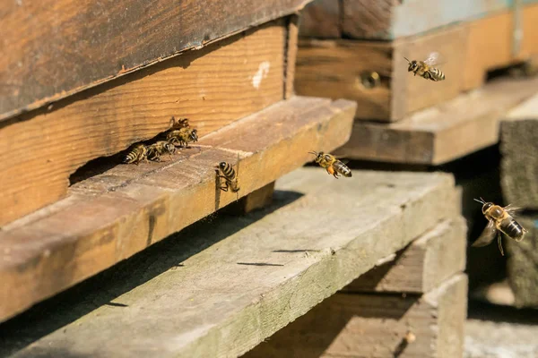 Μέλισσες στην είσοδο της κυψέλης τους. — Φωτογραφία Αρχείου