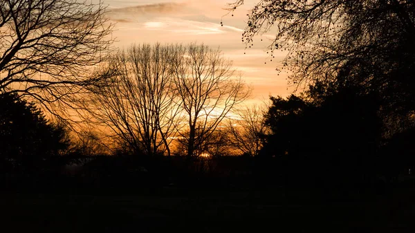 Sunset behind some bare trees in winter. — Stock Photo, Image