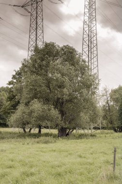 Yüksek gerilim direkleri çayırlarda tek bir ağacı kuşattı.