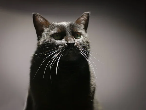 Sadık aptal bir görünüm ile Kedi portre.