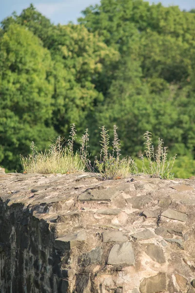 Impressions d'une ruine de château par une chaude journée d'été . — Photo