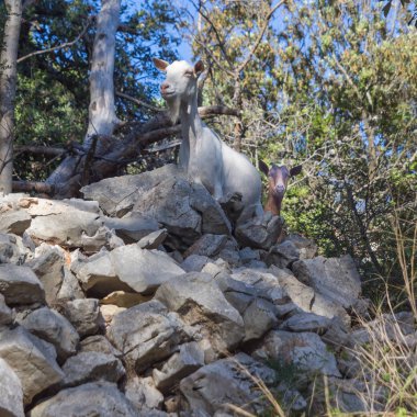 Akdeniz'de bir çevrenin kayalıklarında meraklı keçiler.