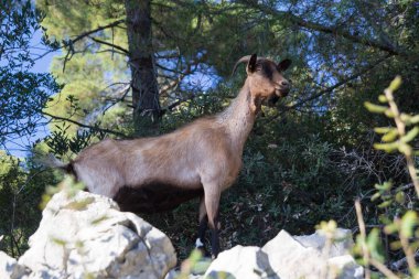 Akdeniz'de bir çevrenin kayalıklarında keçi.