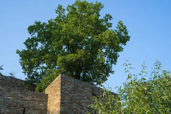 Δέντρο σε ένα κάστρο τείχος καταστροφή σε μια ζεστή καλοκαιρινή μέρα. — Φωτογραφία Αρχείου