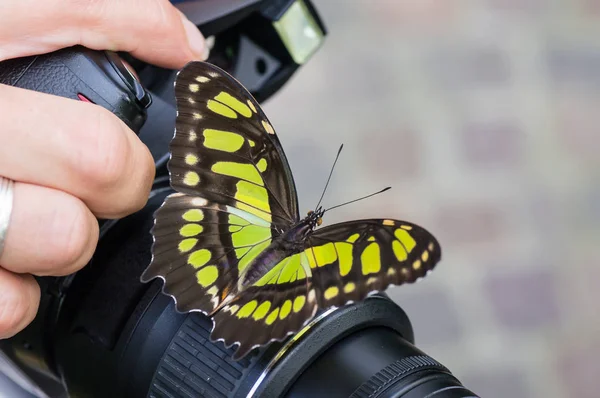 Fotoğrafçı tarafından tutulan bir kamera üzerinde Swallowtail kelebek.