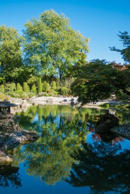 Bir parkın göletbir ağacın yansıması.