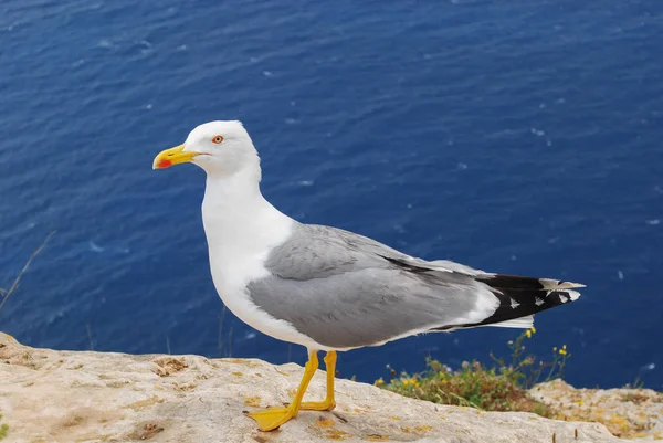 Gaivota do mar em um precipício observa o fotógrafo exatamente . — Fotografia de Stock