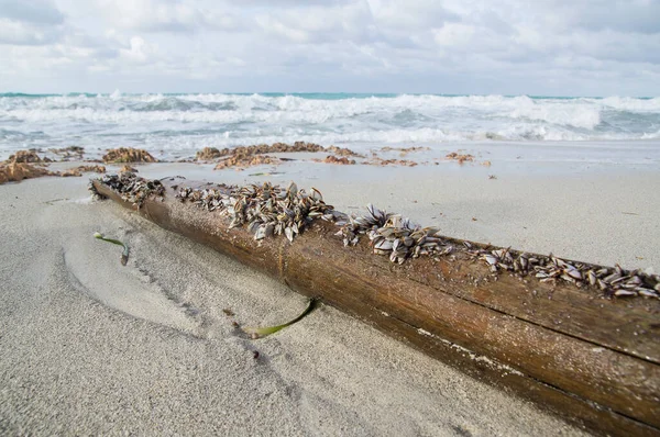 海滩上的一棵被冲刷掉的贻贝树干. — 图库照片