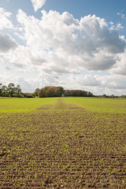 Genç bitkilerle dolu bir tarlaya bakış açısı.