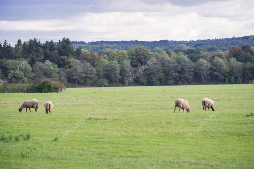 Sheep graze in the pasture in front of a grove.