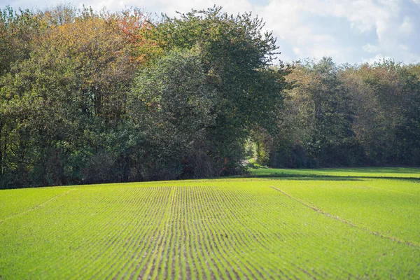 Grove atrás de um campo com plantas jovens . — Fotografia de Stock