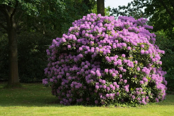 Blooming Rhododendron Bush on a glade in the park. — Stock Photo, Image