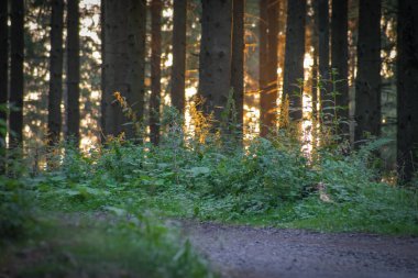 Ağaç gövdeleri gün batımında ağaçlık bir tepenin aşağısından aydınlandı..