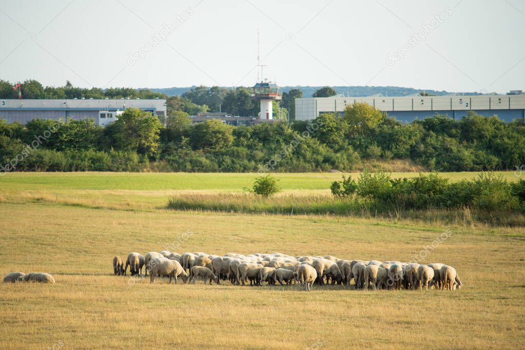 Flock of sheep in the pasture in front of a local airport.