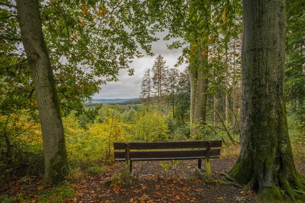 Bench overlooking the forest in october at the Olberg.